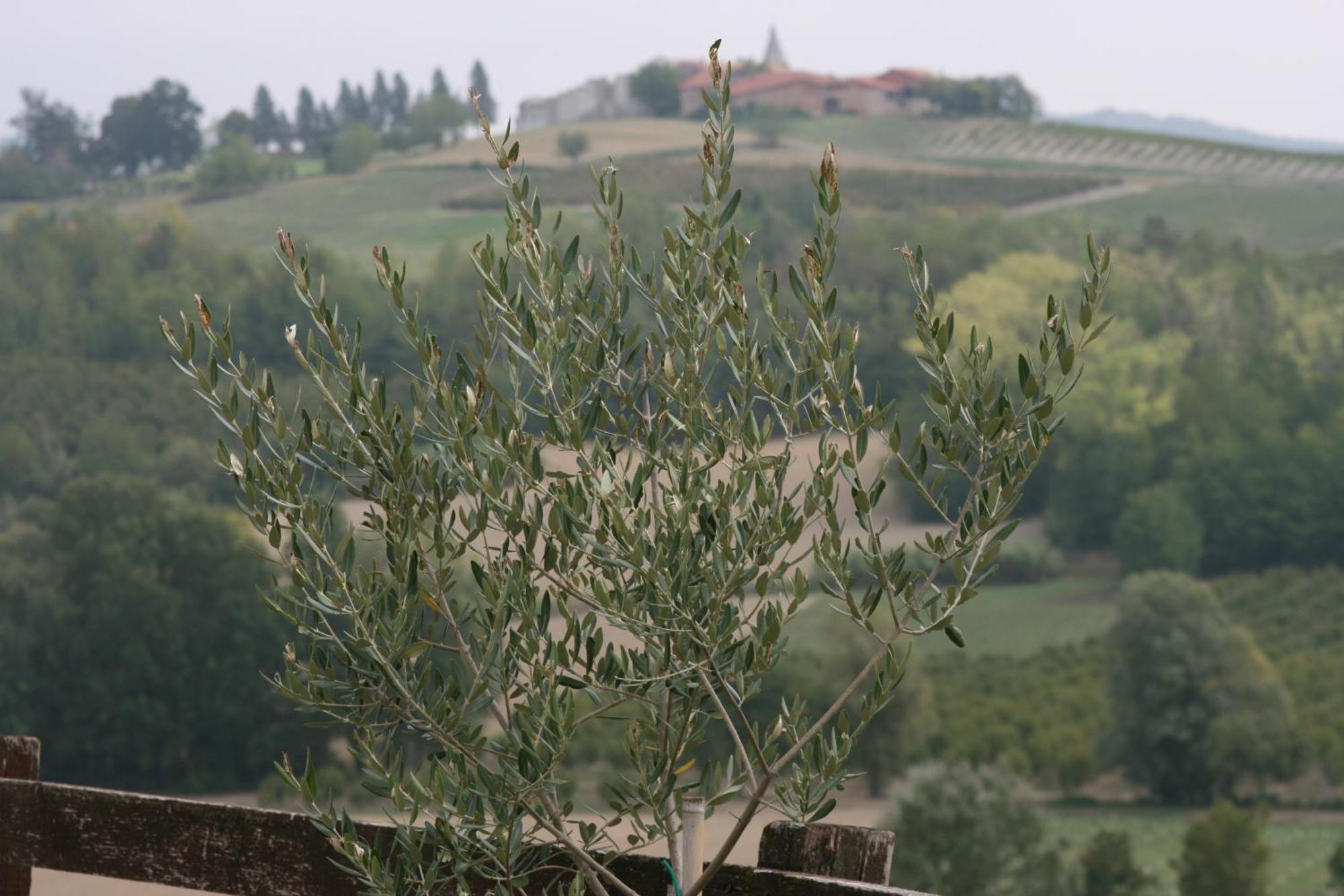 Cascina Fazioli Villa Alfiano Natta Екстериор снимка